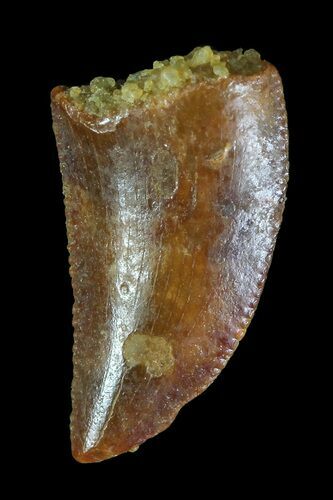 Serrated, Raptor Tooth - Morocco #72625